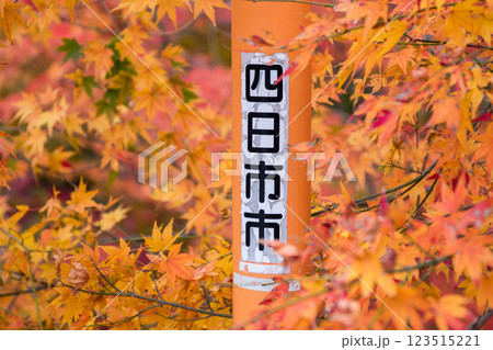 【紅葉】色付く四日市市のモミジ 【紅葉】色付く四日市市のモミジ 123515221