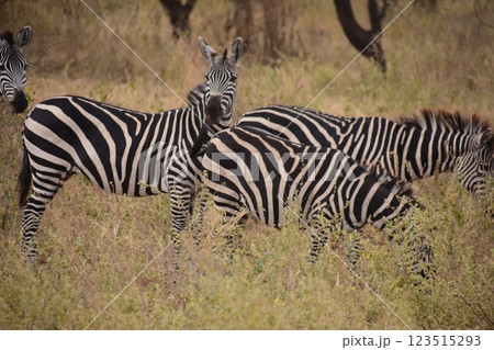 草原に群れるシマウマ 123515293