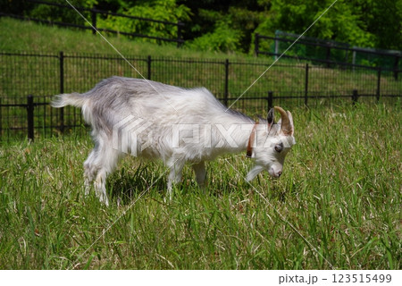 放牧中のヤギ《四日市南部丘陵公園》 放牧中のヤギ《四日市南部丘陵公園》 123515499
