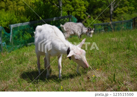 放牧中のヤギ《四日市南部丘陵公園》 123515500