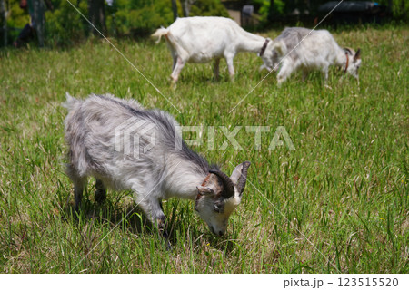 放牧中のヤギ《四日市南部丘陵公園》 放牧中のヤギ《四日市南部丘陵公園》 123515520