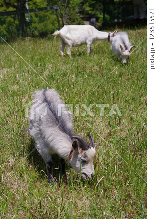 放牧中のヤギ《四日市南部丘陵公園》 放牧中のヤギ《四日市南部丘陵公園》 123515521