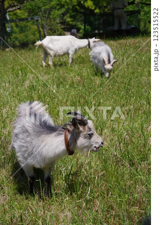 放牧中のヤギ《四日市南部丘陵公園》 123515522