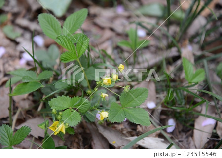 春、咲き始めた黄色いのヘビイチゴの花 春、咲き始めた黄色いのヘビイチゴの花 123515546