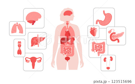 Human internal organs 123515696