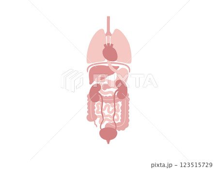 Human internal organs Human internal organs 123515729