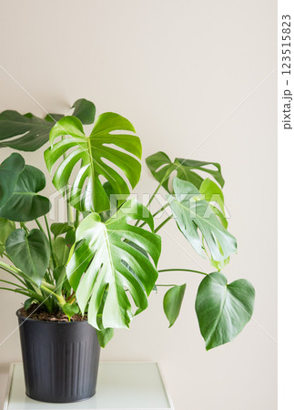 Beautiful monstera flower in black pot on decorative table on light background in morning sunlight. Beautiful monstera flower in black pot on decorative table on light background in morning sunlight. 123515823