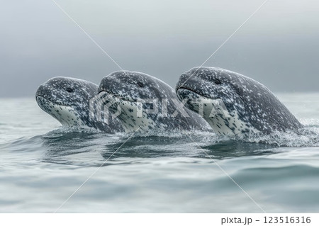Group of whales swimming in calm ocean waters 123516316