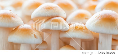 Grouped mushrooms grow under natural light 123516359