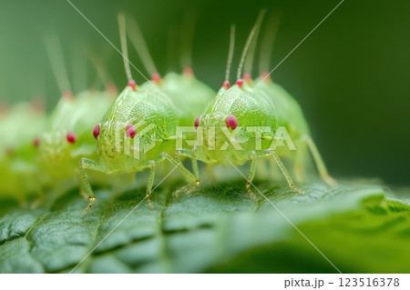 Green insects on a leaf in daylight 123516378