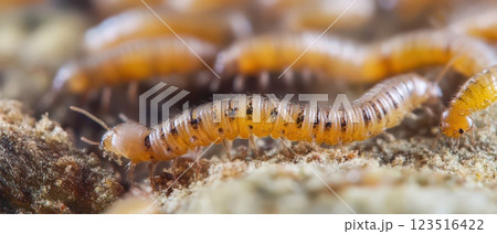 Close up view of larvae crawling on forest floor 123516422