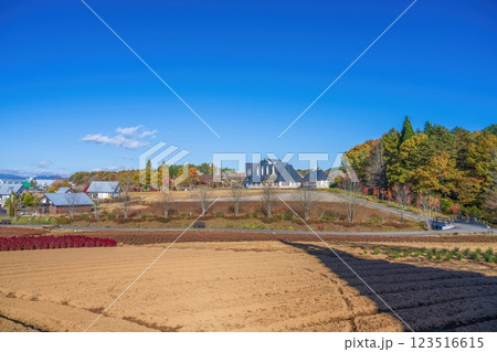 青空バックに見る晩秋の公園の情景 123516615