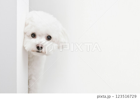 Bichon dog puppy peeking out, cute fluffy white animal, adorable pet with furry coat 123516729
