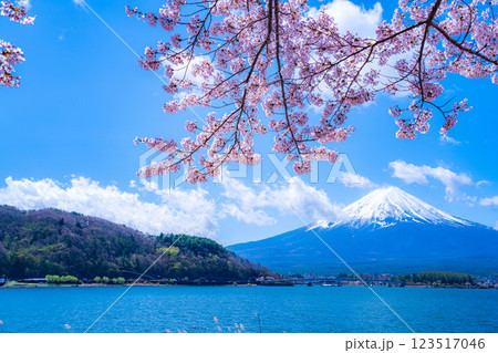 【桜と富士山】桜が満開の河口湖北岸から見た富士山【山梨県】 【桜と富士山】桜が満開の河口湖北岸から見た富士山【山梨県】 123517046