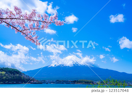 【桜と富士山】桜が満開の河口湖北岸から見た富士山【山梨県】 123517048