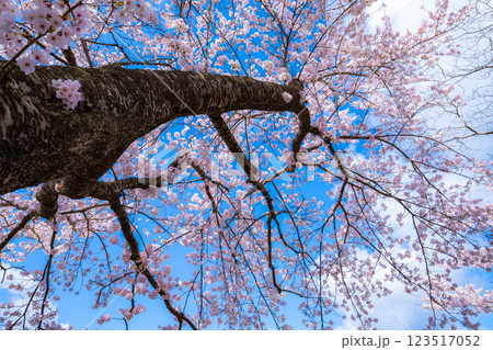 【桜と富士山】桜が満開の河口湖北岸から見た富士山【山梨県】 123517052