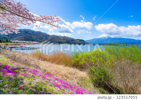【桜と富士山】桜が満開の河口湖北岸から見た富士山【山梨県】 【桜と富士山】桜が満開の河口湖北岸から見た富士山【山梨県】 123517055