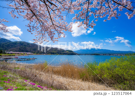 【桜と富士山】桜が満開の河口湖北岸から見た富士山【山梨県】 123517064