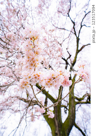 【一本桜】わに塚のエドヒカンザクラ【山梨県】 123517094