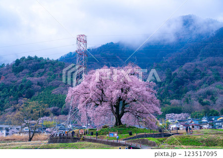 【一本桜】わに塚のエドヒカンザクラ【山梨県】 【一本桜】わに塚のエドヒカンザクラ【山梨県】 123517095