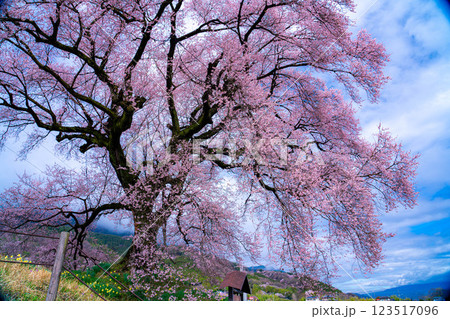 【一本桜】わに塚のエドヒカンザクラ【山梨県】 【一本桜】わに塚のエドヒカンザクラ【山梨県】 123517096