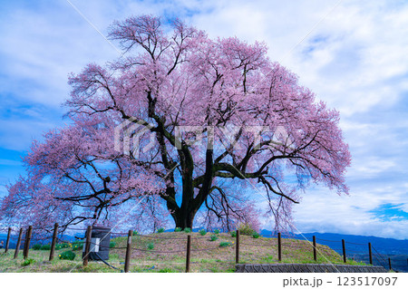 【一本桜】わに塚のエドヒカンザクラ【山梨県】 【一本桜】わに塚のエドヒカンザクラ【山梨県】 123517097