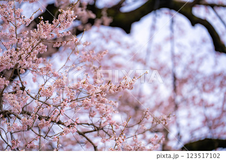 【一本桜】わに塚のエドヒカンザクラ【山梨県】 【一本桜】わに塚のエドヒカンザクラ【山梨県】 123517102