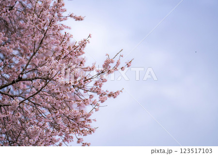 【一本桜】わに塚のエドヒカンザクラ【山梨県】 123517103