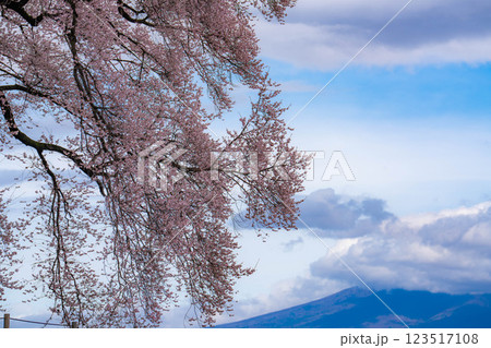 【一本桜】わに塚のエドヒカンザクラ【山梨県】 123517108