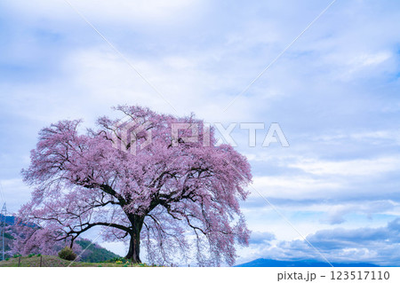 【一本桜】わに塚のエドヒカンザクラ【山梨県】 123517110