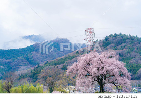 【一本桜】わに塚のエドヒカンザクラ【山梨県】 123517115