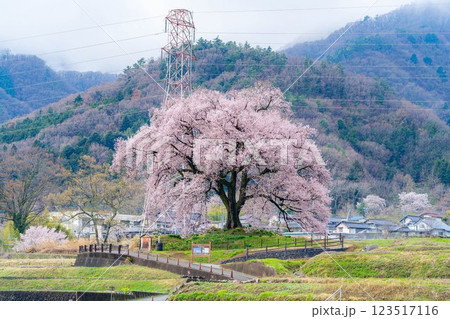 【一本桜】わに塚のエドヒカンザクラ【山梨県】 123517116