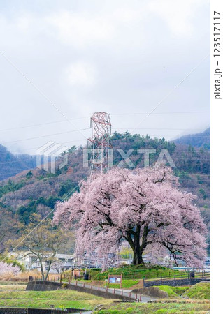 【一本桜】わに塚のエドヒカンザクラ【山梨県】 123517117