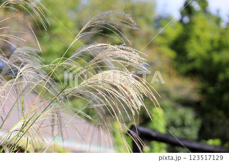 秋の七草 ススキの花 秋の七草 ススキの花 123517129