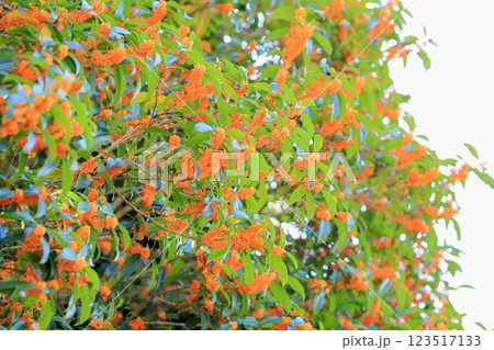 爽やか 秋花 キンモクセイの花 爽やか 秋花 キンモクセイの花 123517133