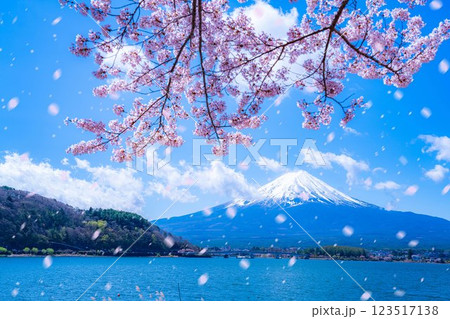 【桜吹雪素材】桜が満開の河口湖北岸から見た富士山と桜吹雪【山梨県】 123517138