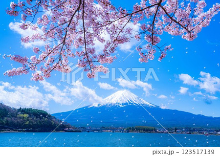 【桜吹雪素材】桜が満開の河口湖北岸から見た富士山と桜吹雪【山梨県】 123517139