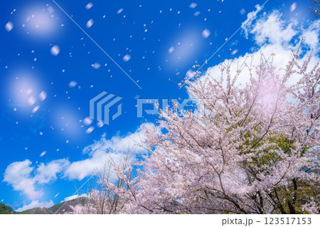 桜吹雪素材】桜が満開の河口湖北岸から見た富士山と桜吹雪【山梨 桜吹雪素材】桜が満開の河口湖北岸から見た富士山と桜吹雪【山梨