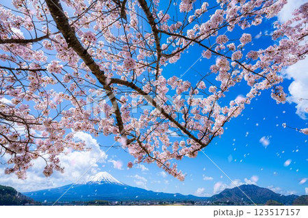 【桜吹雪素材】桜が満開の河口湖北岸から見た富士山と桜吹雪【山梨県】 123517157