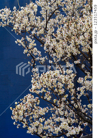 白い梅の花を暗い背景から浮かび上がらせて撮影 白い梅の花を暗い背景から浮かび上がらせて撮影 123517459