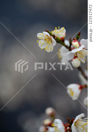 白い梅の花を暗い背景から浮かび上がらせて撮影 白い梅の花を暗い背景から浮かび上がらせて撮影 123517472