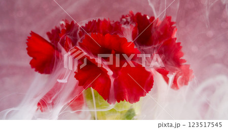 Wave fog. Carnation flower. Liquid white paint swirl explosion water on natural red bud. Art fluid blur purple abstract background texture. 123517545