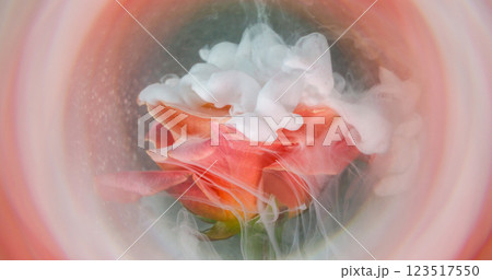 Smoke explosion. Mist flower. Elegant live glow rose white spray ink circle defocused pink peach fume water nature abstract color background. 123517550