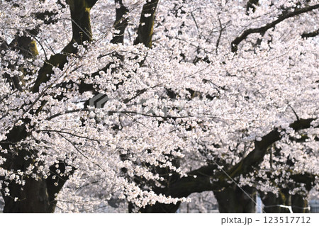 満開の桜の見事な枝ぶり 満開の桜の見事な枝ぶり 123517712