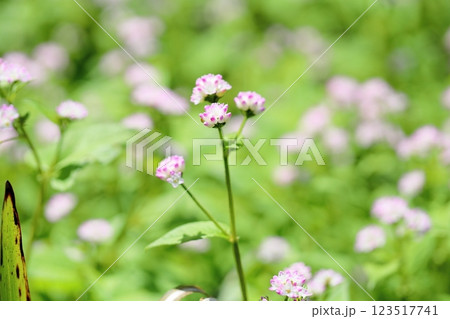 可愛い　ミゾソバの花 123517741