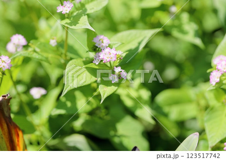 可愛い　ミゾソバの花 123517742