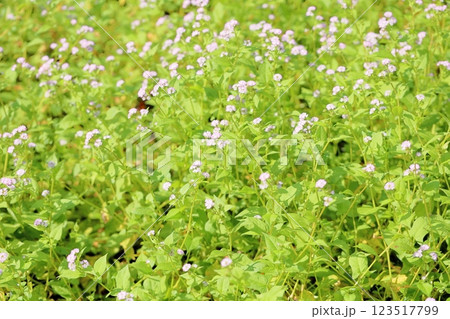 可愛い　ミゾソバの花 123517799