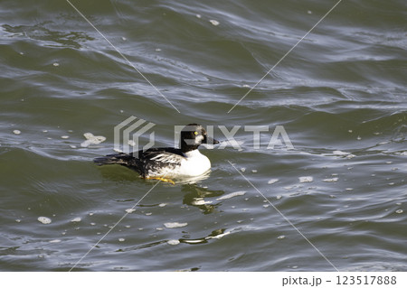 ホオジロガモの泳ぎ ホオジロガモの泳ぎ 123517888