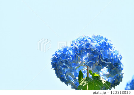 晴れた空と紫陽花 晴れた空と紫陽花 123518039