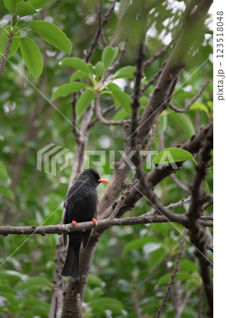 西門のクロヒヨドリ 123518048